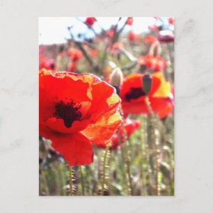 Carte Postale Poppies
