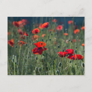 Carte Postale Poppies
