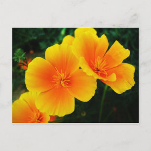 Carte Postale Poppies