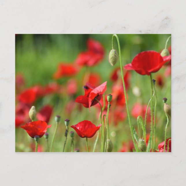 Carte Postale Poppies (Devant)