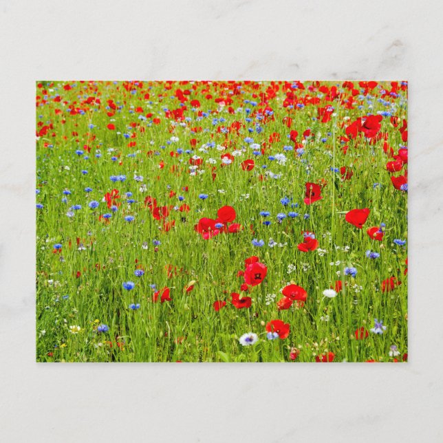 Carte Postale Poppies (Devant)