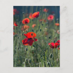 Carte Postale Poppies