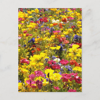 Carte Postale Poppies californiennes