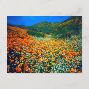 Carte Postale Poppies de Californie et fleurs sauvages de maïs