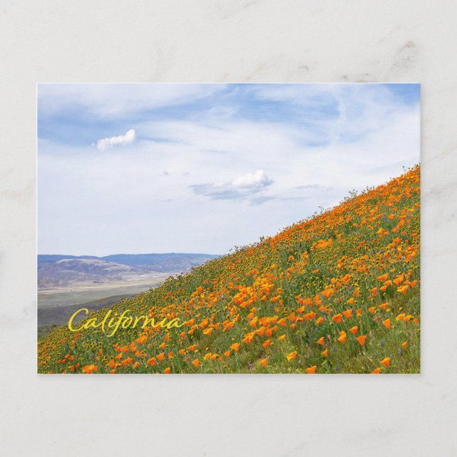 Carte Postale Poppies d'or de Californie (Devant)