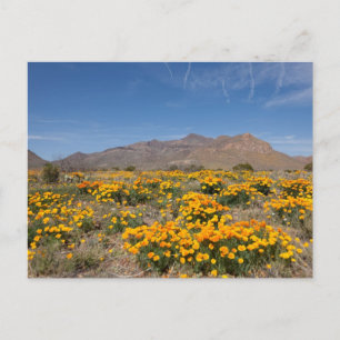 Carte Postale Poppies El Paso