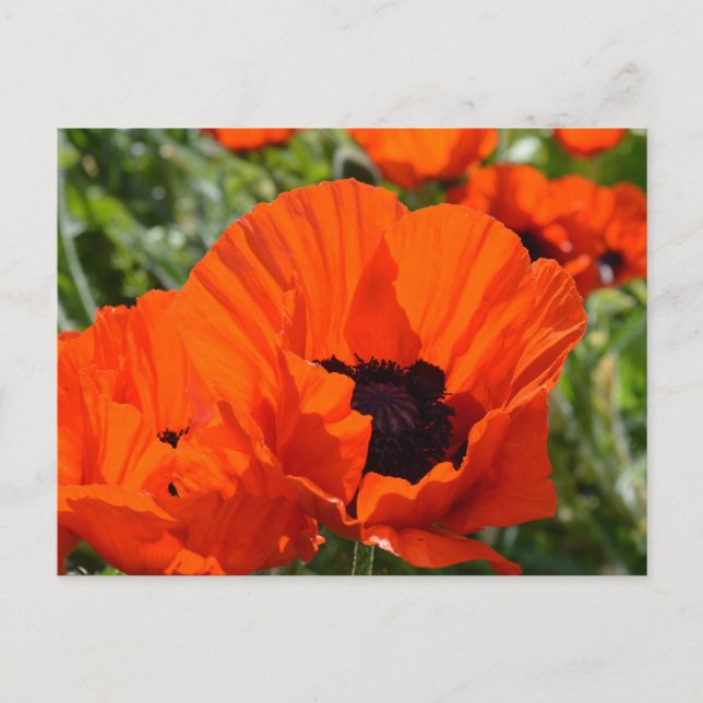 Carte Postale Poppies orientales (Papaver orientale) (Devant)