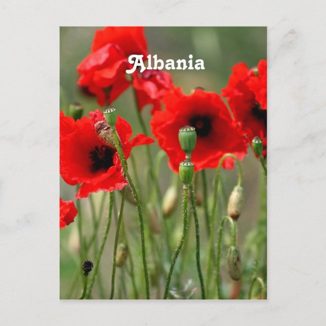 Carte Postale Poppies rouges (Devant)