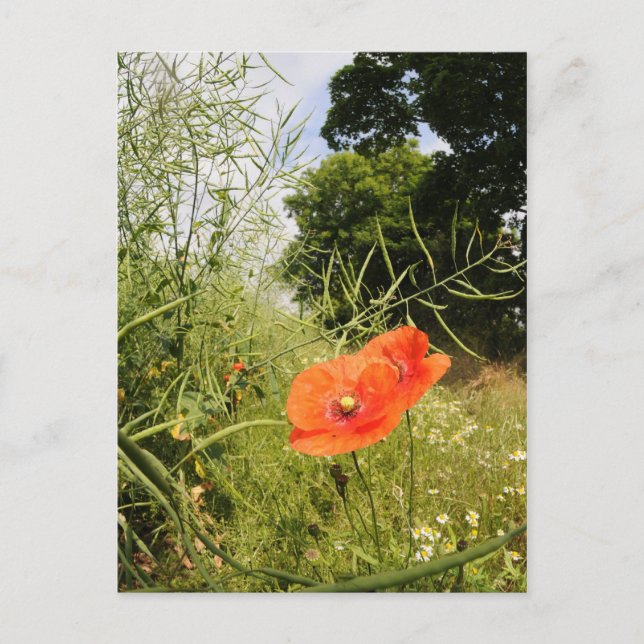 Carte postale 'Poppy' (Devant)