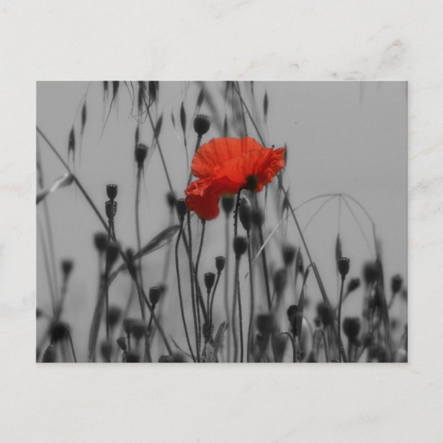 Carte Postale Poppy (Devant)