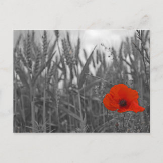 Carte Postale Poppy
