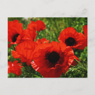 Carte postale Poppy