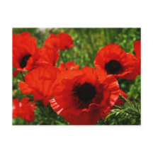 Carte postale Poppy