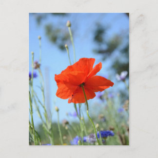 Carte Postale Poppy