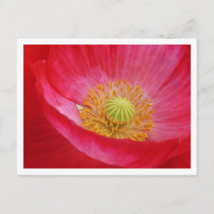 Carte postale Poppy