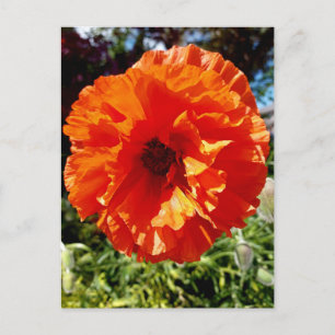 Carte Postale Populaire Orange Glow