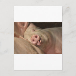 Carte Postale porc
