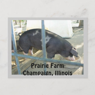 Carte postale porcine
