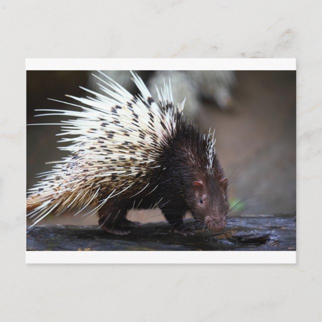 Carte Postale Porcupine (Devant)