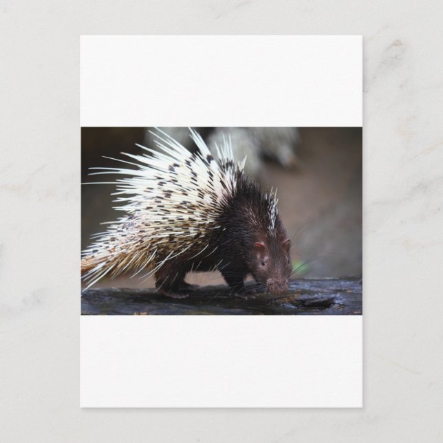 Carte Postale Porcupine (Devant)