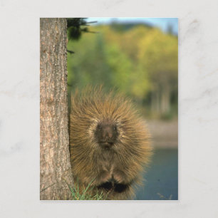 Carte Postale Porcupine
