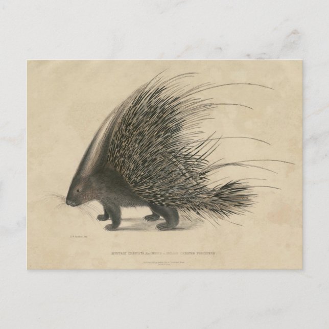 Carte Postale Porcupine de race indienne (Devant)