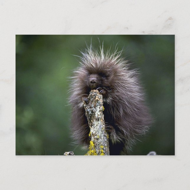 Carte Postale Porcupine-été-jeune (Devant)