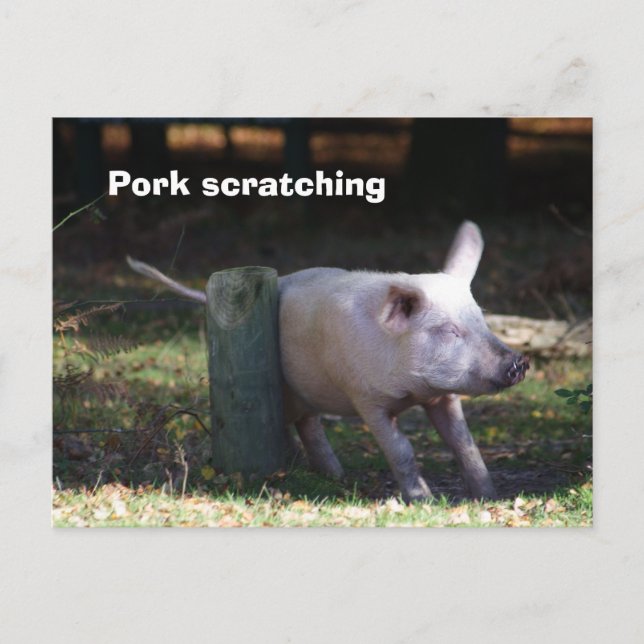 Carte postale 'Pork scratching' (Devant)