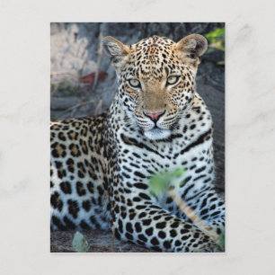 Carte Postale Porsitting de Close up leopard
