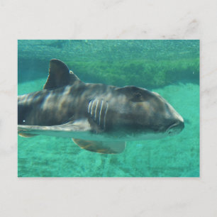 Carte Postale Port Jackson Shark