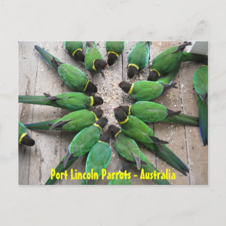 CARTE POSTALE - Port Lincoln Parrots Australie