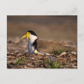 Carte Postale Portable masqué