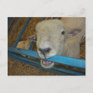 Carte Postale Porte à mâcher du mouton