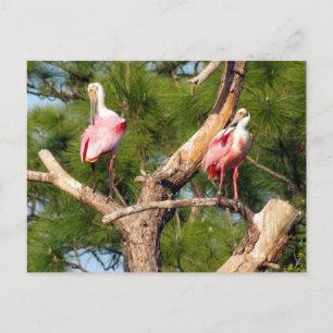 Carte Postale Porte-Cartes (3050)