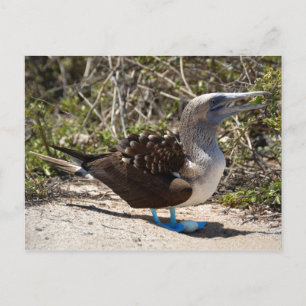 Carte Postale Porte-pieds à pied bleu avec oeuf