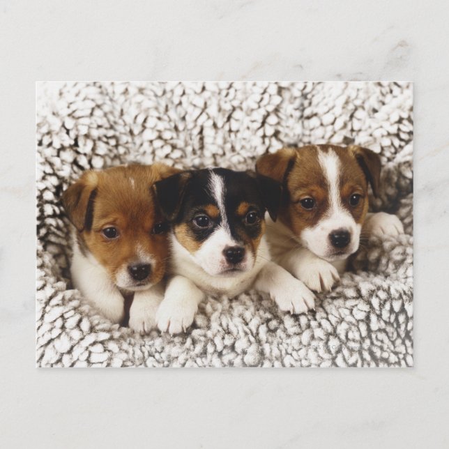 Carte Postale Portée de chiots (Devant)