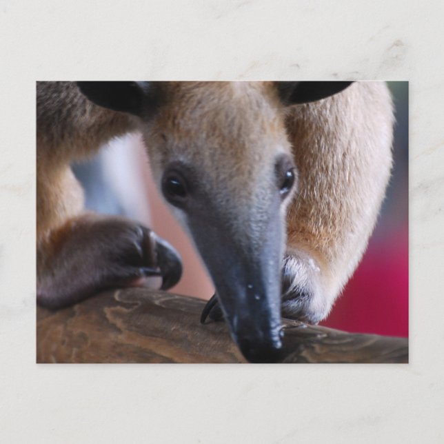 Carte Postale Portes Anteater (Devant)