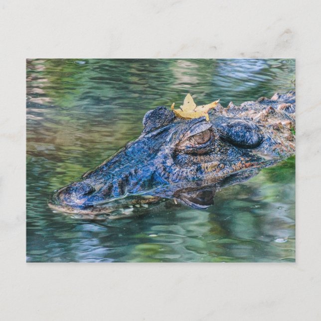 Carte Postale Porteur avec couronne (Devant)