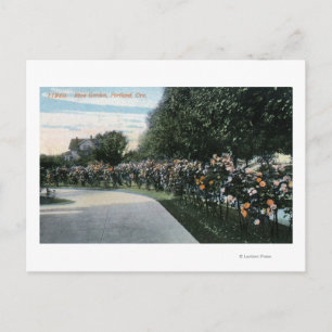 Carte Postale Portland, OregonVue d'un jardin Rose