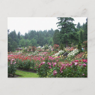 Carte Postale Portland Rose Garden.