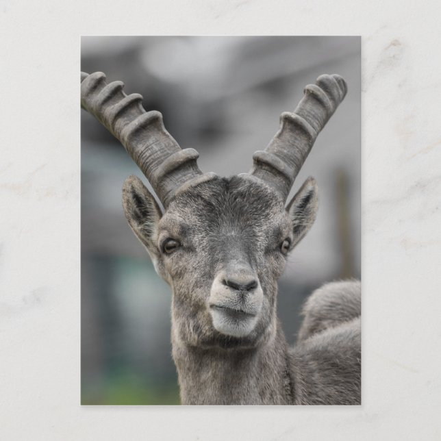 Carte Postale Portrait alpin ibex (Devant)