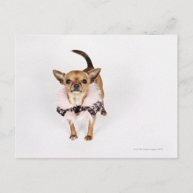 Carte Postale Portrait bizarre d'une Teacup Chihuahua (Devant)