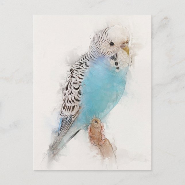 Carte Postale Portrait Budgie bleu (Devant)
