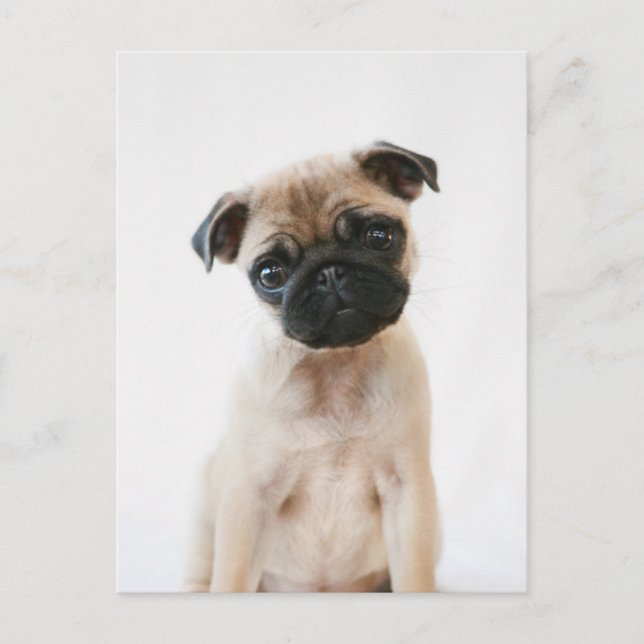 Carte Postale Portrait Carlin bébé (Devant)