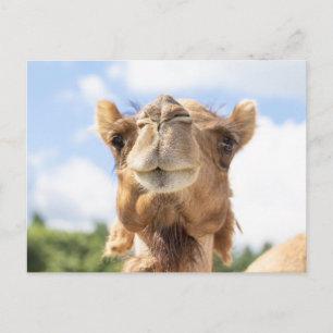 Carte Postale Portrait de chameau Photographie d'animaux Faune