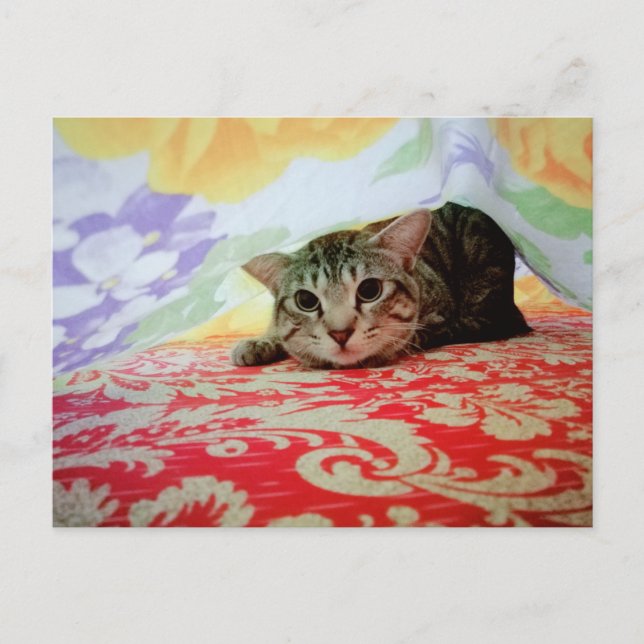 Carte Postale Portrait De Chat Animaux De Compagnie En Lit (Devant)