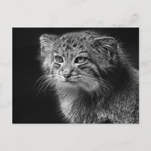 Carte Postale Portrait de chat de Pallas (Devant)