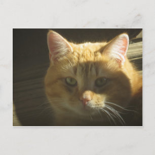 Carte Postale Portrait de chat jaune
