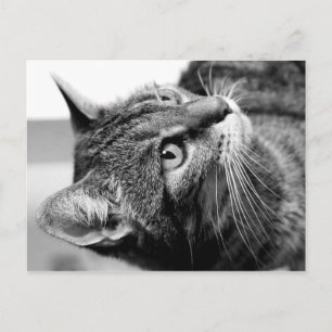 Carte Postale Portrait de chat mignon - penseur