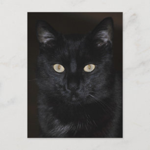 Carte Postale Portrait de chat noir